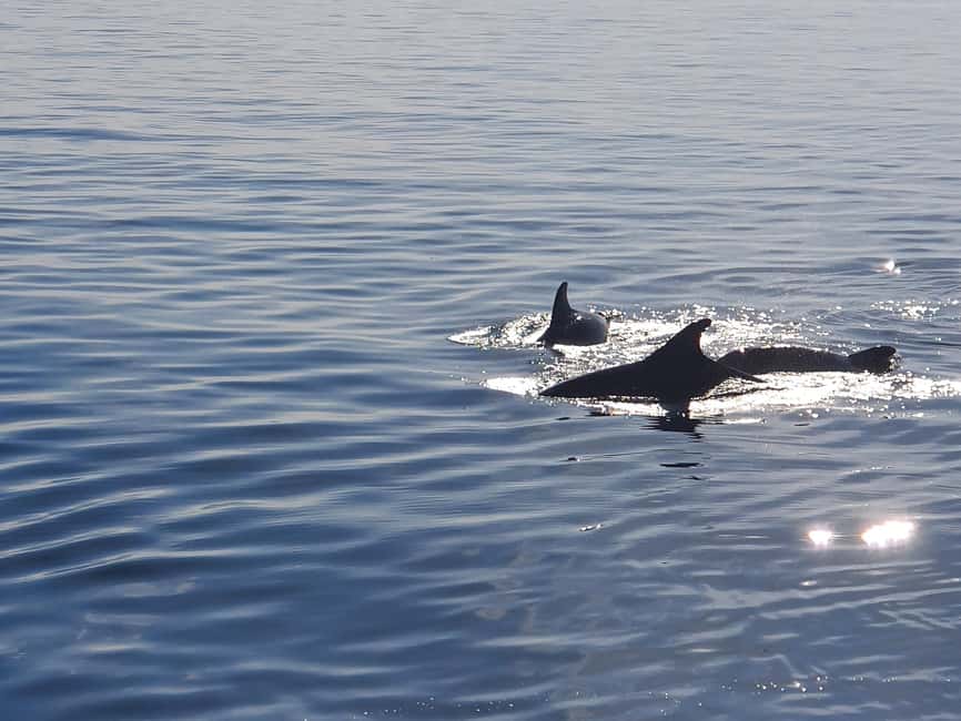 Vrsar: Dolphin Watching Boat Ride - Is $29 good value?