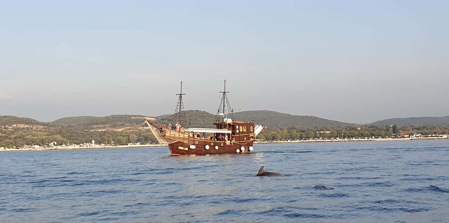 Vrsar: Dolphin Watching Boat Ride - Who will enjoy this boat ride most