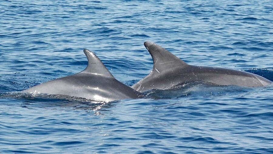 Vrsar: Dolphin Watching Boat Ride - The search for Adriatic dolphins