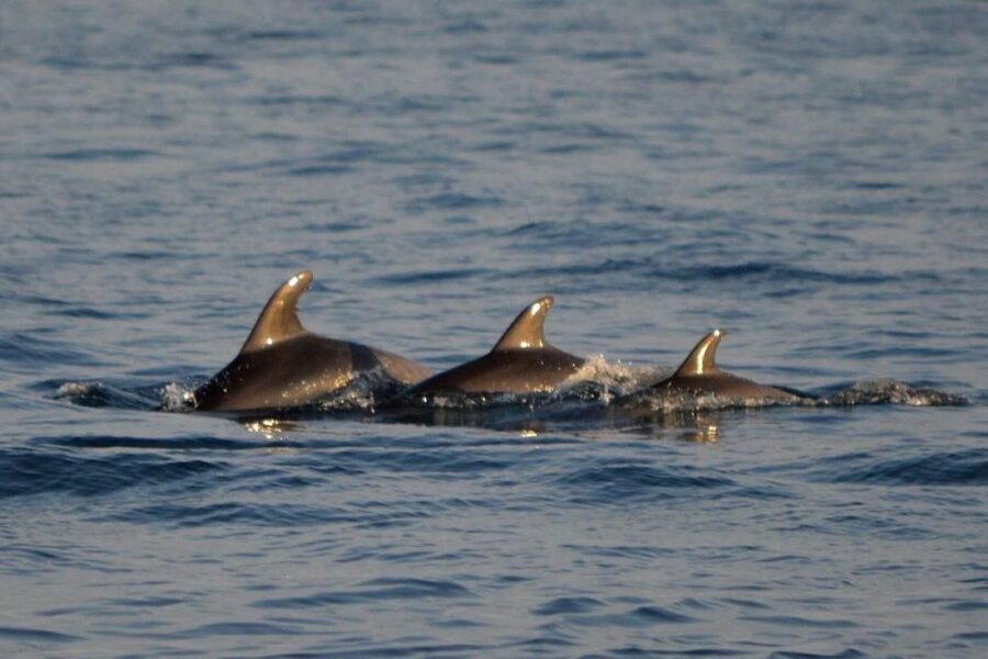 Vrsar: Dolphin Watching Boat Tour including Drinks - Leaving Vrsar as the sun drops