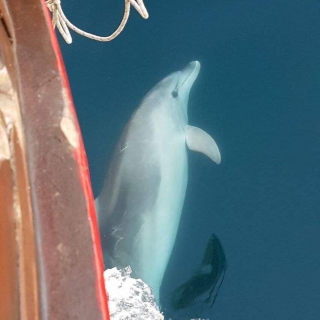 Vrsar: Dolphin Watching Boat Tour including Drinks - Wine, juice, and the small details that matter