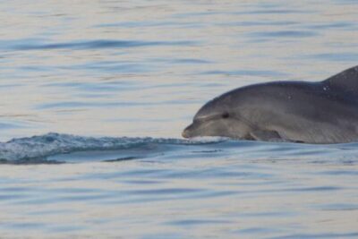 Vrsar: Dolphin Watching Boat Tour including Drinks