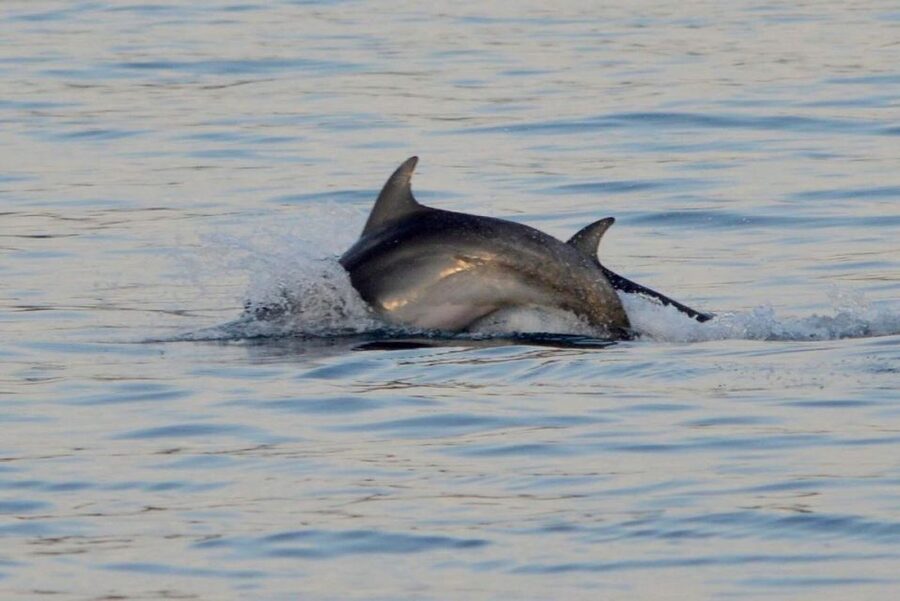 Vrsar: Dolphin Watching Boat Tour including Drinks - Is $29 a good price from Vrsar?