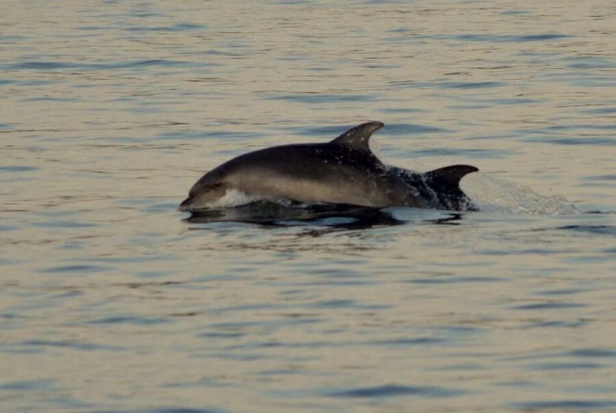 Vrsar: Dolphin Watching Boat Tour including Drinks - Who should book this cruise?