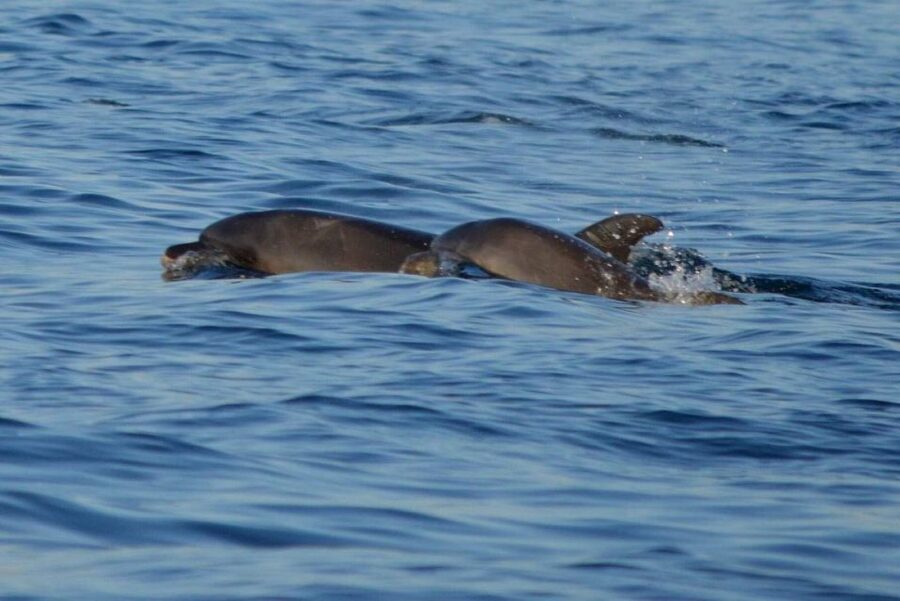 Vrsar: Dolphin Watching Boat Tour including Drinks - Booking and preparation tips
