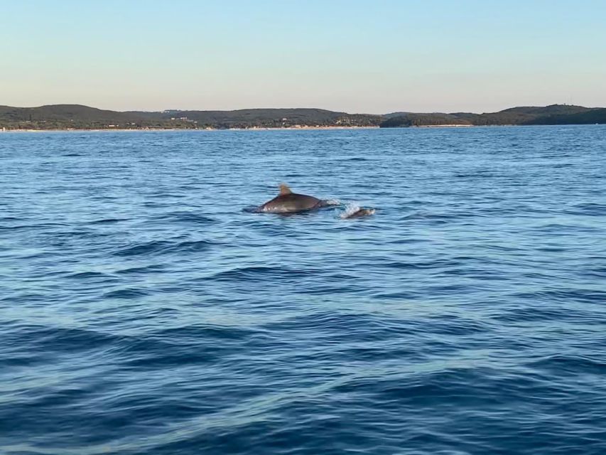 Vrsar: Dolphin-Watching Sunset Adventure with Speedboat - Weather, cancellations, and practical planning