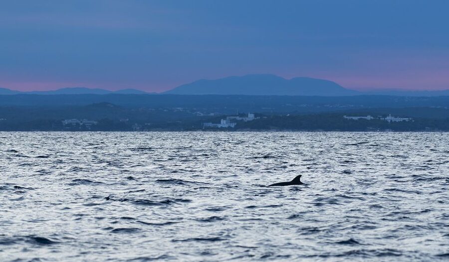 Vrsar: Dolphin-Watching Sunset Adventure with Speedboat - The skippers make a large difference