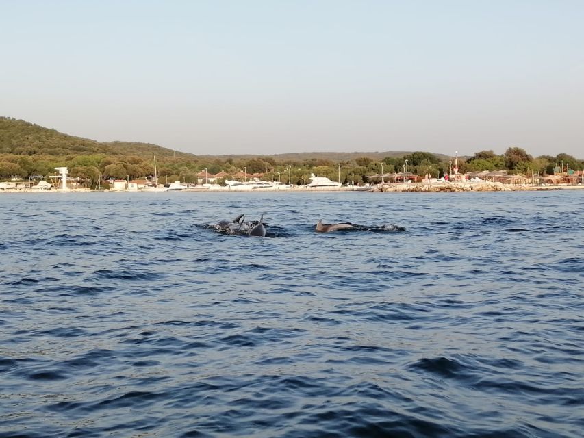 Vrsar: Dolphin-Watching Sunset Adventure with Speedboat - Sunset timing and the return to Vrsar