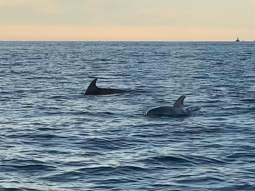 Vrsar: Dolphin-Watching Sunset Adventure with Speedboat - Is $29 a fair price?