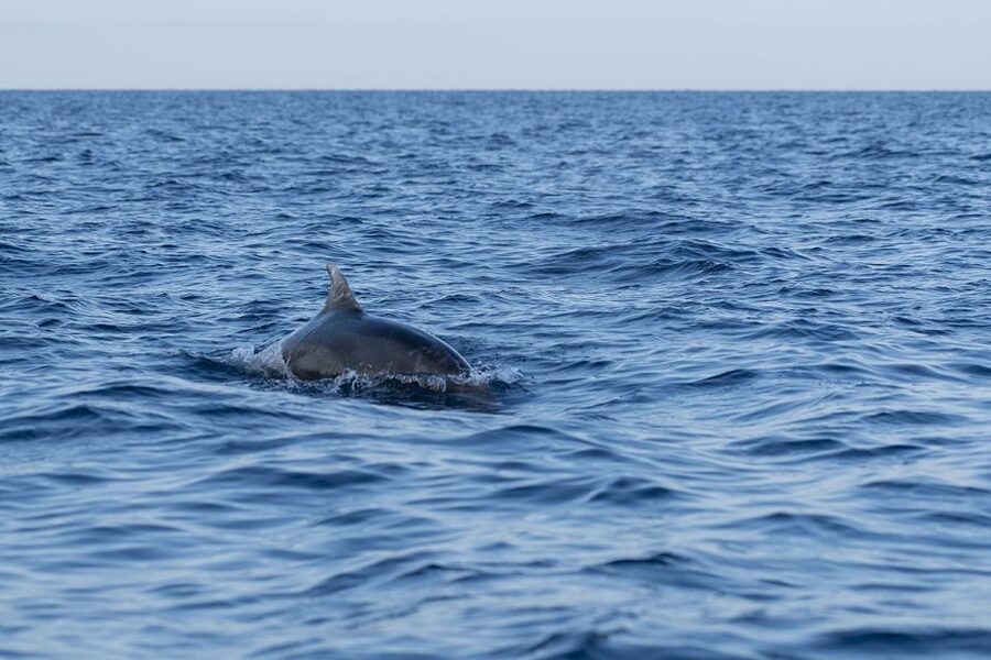 Vrsar: Dolphin-Watching Sunset Adventure with Speedboat - Families, children, pets, and access