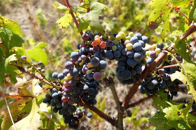 Wine Lover's Tour of Peljesac Peninsula - Third winery: snacks and the best views