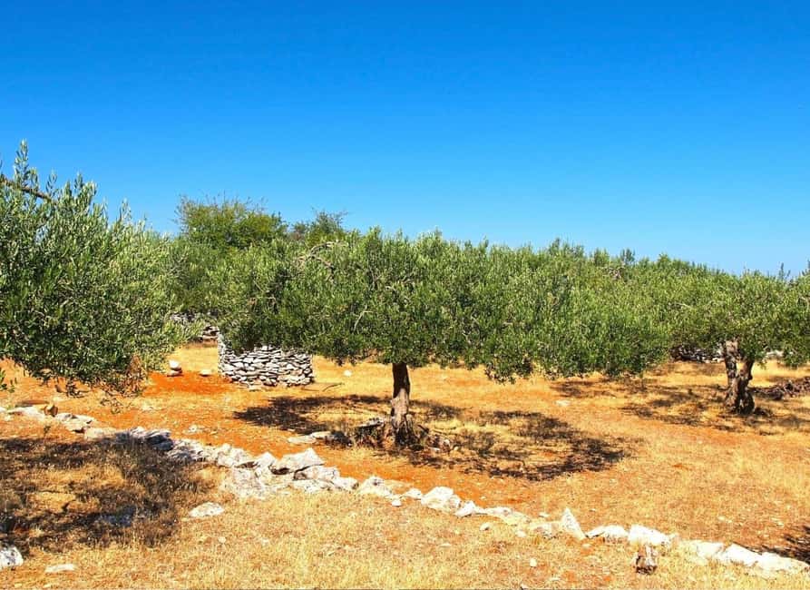 Zadar: Krka falls, olive mill, lunch, oil & wine tasting - Five oils, one family mill